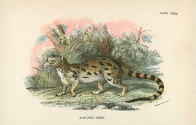 Blotched Genet 作者 英语学校