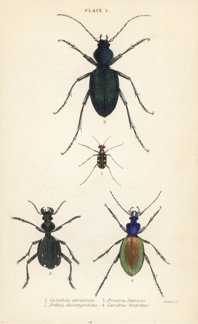 蓝斑或金斑虎甲虫，Cicindela aurulenta 1，剑齿地甲虫，Anthia decemguttata 2，巨大的紫罗兰地甲虫，Carabus scabrosus tauricus 3，和地甲虫，Carabus hispanus 4 作者 英语学校