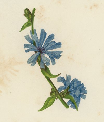 蓝色苣苔，Cichorium Intybus（彩色石版画） 作者 英语学校