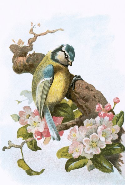 蓝山雀 作者 英语学校