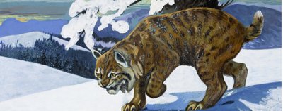 山猫 作者 英语学校