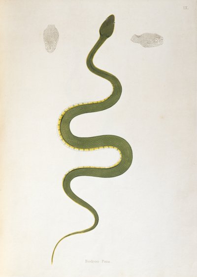 Bodroo Pam Snake来自印度蛇的帐户，来自科罗曼德海岸的帕特里克罗素，伦敦，1796年 作者 英语学校