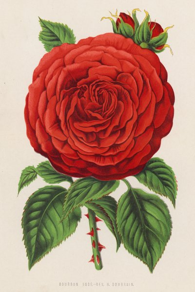 波旁玫瑰，H Dombrain 牧师（彩色石版画） 作者 英语学校
