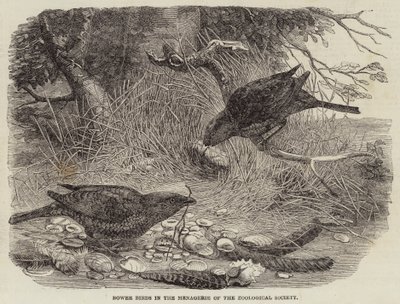Bower Birds in the Menagerie of the Zoological Society (engraving) 作者 英语学校