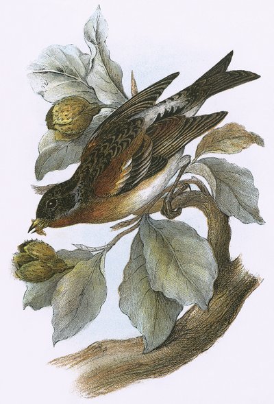 花鸡 作者 英语学校