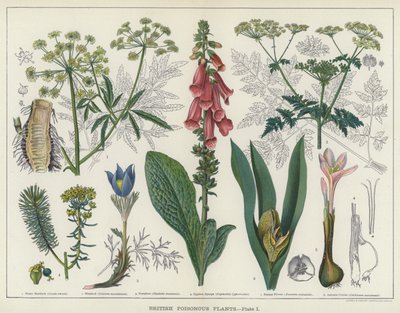 英国有毒植物》（彩色印刷版） 作者 英语学校