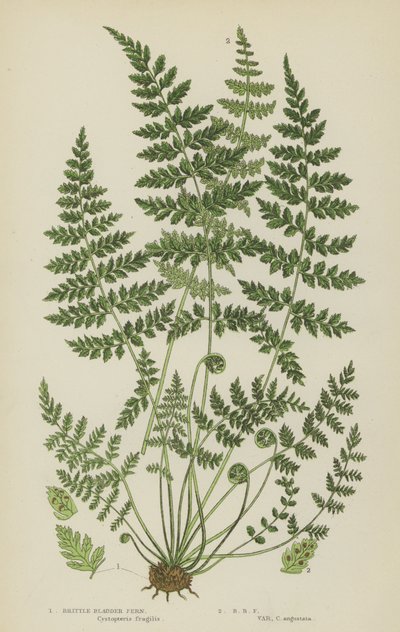 脆囊蕨（彩色石版画） 作者 英语学校