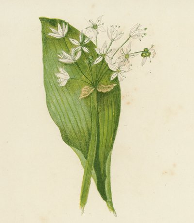 阔叶大蒜；或，Ransoms，Allium Ursinum（彩色石版画） 作者 英语学校