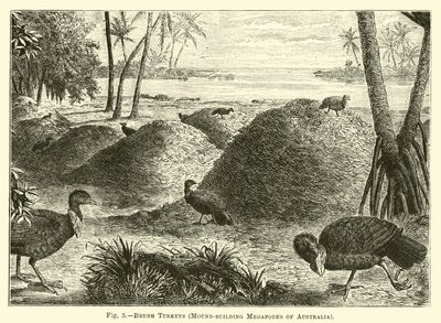 刷土耳其，澳大利亚的土墩建筑Megapodes 作者 英语学校