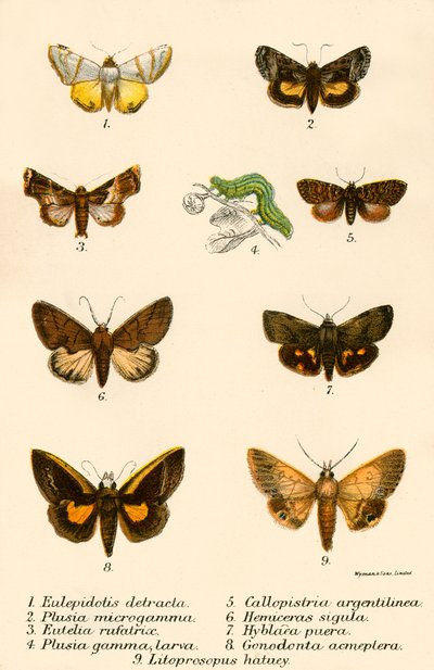 蝴蝶 作者 英语学校