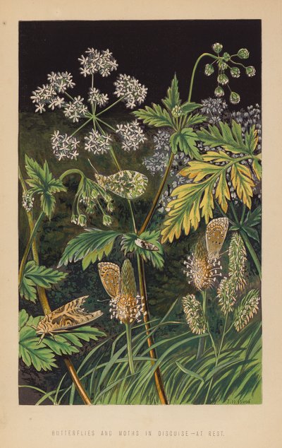 变装的蝴蝶和飞蛾，在休息（石版画） 作者 英语学校