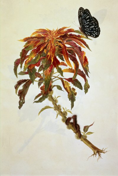 大型开花植物上的蝴蝶和毛毛虫 作者 英语学校