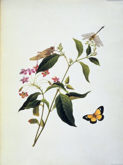 植物上的蝴蝶、蚱蜢和蜻蜓 作者 英语学校