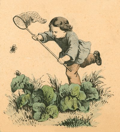 Butterflying 作者 英语学校