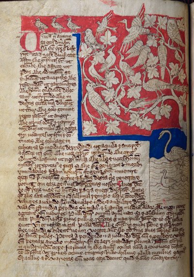 CCA-LitMs - D - 10 fol。 12v鸟类，来自Bestiary 作者 英语学校