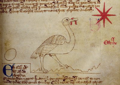 CCA-LitMs - D - 10 fol。 16r Ostrich，来自Bestiary 作者 英语学校