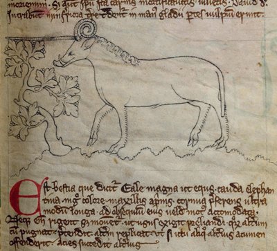 CCA-LitMs - D - 10 fol。 4r Yale，来自Bestiary 作者 英语学校