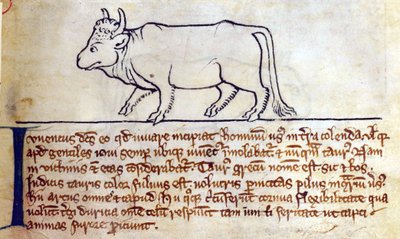 CCA-LitMs - D - 10 fol。 9r Bullock，来自Bestiary 作者 英语学校