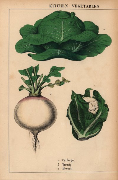 卷心菜、萝卜和西兰花，选自《教学图画书，或蔬菜世界的课程》，[夏洛特-玛丽-永格]，爱丁堡 作者 英语学校
