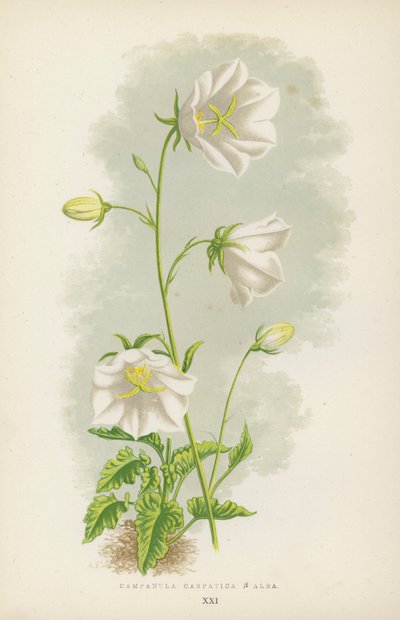 Campanula Carpatica B Alba（彩色石版画） 作者 英语学校