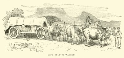 Cape Bullock-waggon 作者 英语学校