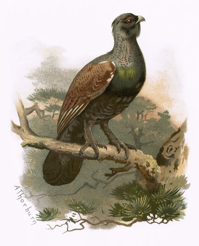 Capercailzie 作者 英语学校