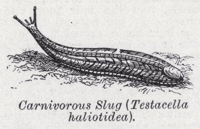 食肉蛞蝓，Testacella haliotidea (litho) 作者 英语学校