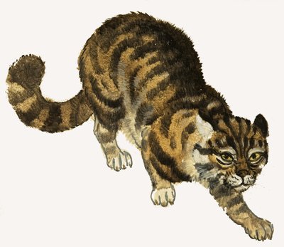 猫 作者 英语学校