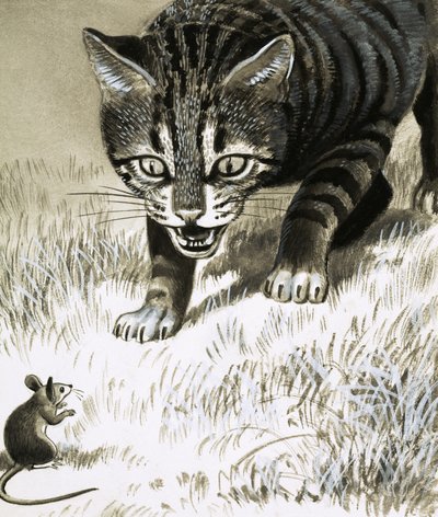 猫接近老鼠 作者 英语学校