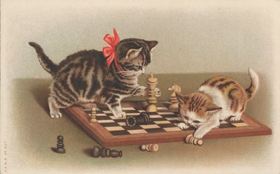 下棋的猫 作者 英语学校