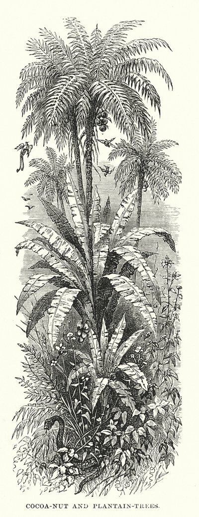 中美洲：可可果树和芭蕉树（雕刻） 作者 英语学校