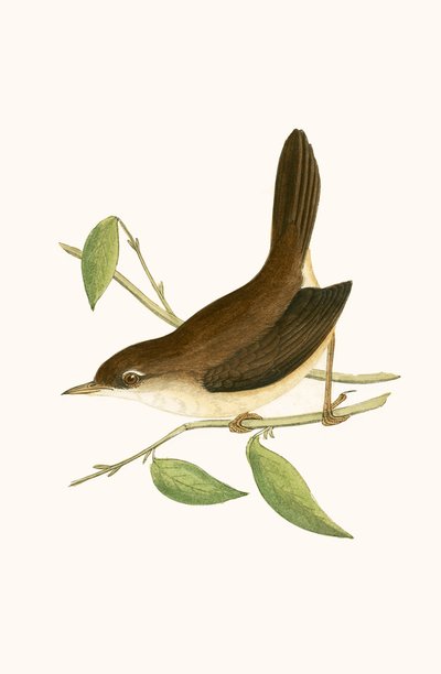 Cetti&39;s Warbler，来自“不列颠群岛未观察到的欧洲鸟类历史”的插图作者：查尔斯·罗伯特·布里（1811-86），1867年出版 作者 英语学校