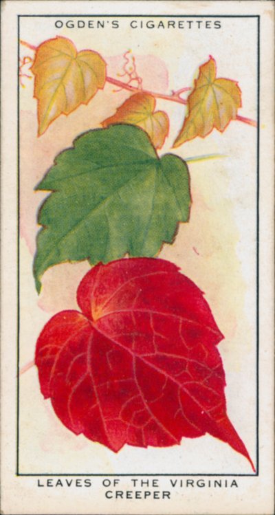 变色、季节变化、植物、弗吉尼亚爬山虎的叶子（彩色石版画） 作者 英语学校