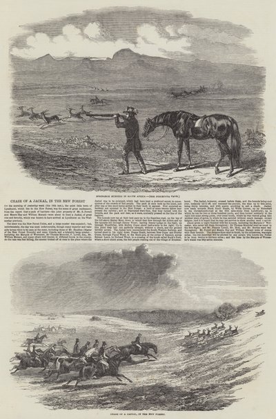 追逐豺狼，在新森林中（版画） 作者 英语学校