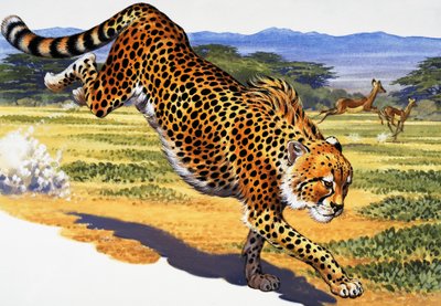 猎豹 作者 英语学校
