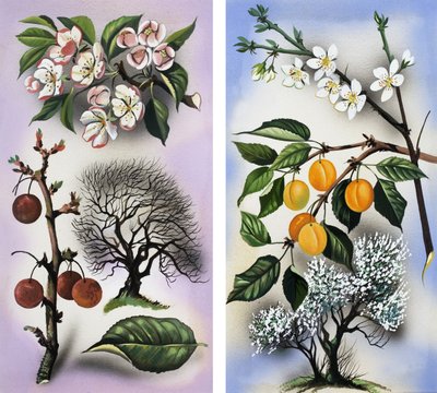 樱桃和杏树 作者 英语学校
