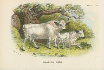 Chillingham牛 作者 英语学校