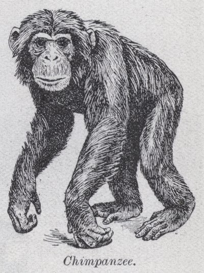 黑猩猩（石版画） 作者 英语学校