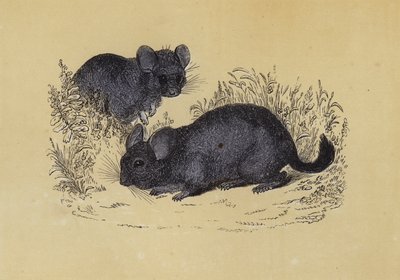栗鼠（彩色印刷版） 作者 英语学校