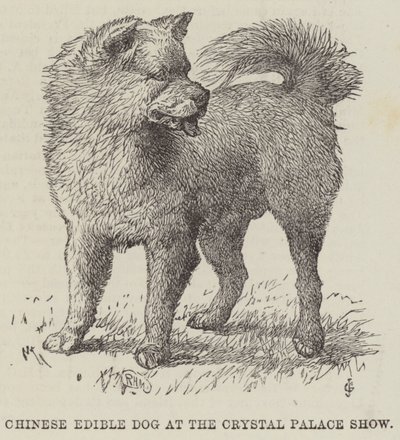 水晶宫展上的中国食用犬（版画） 作者 英语学校