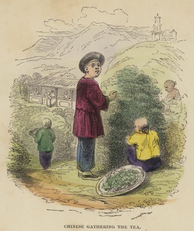 中国人收集茶（彩色雕刻） 作者 英语学校