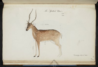 Chital.Cervus axis"：斑鹿罐：San：水彩画。1799-1819 年 作者 英语学校