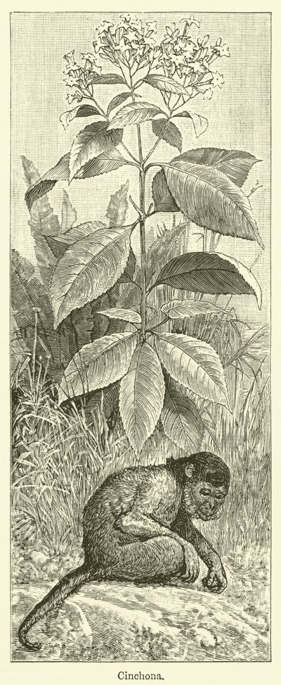 金鸡纳树（雕刻） 作者 英语学校