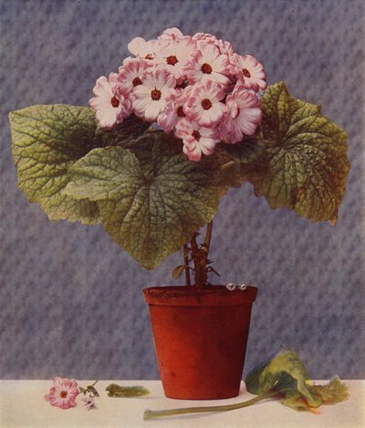 Cineraria (photoengraving) 作者 英语学校