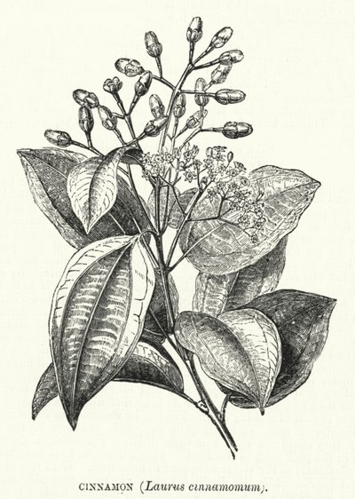 肉桂，Laurus cinnamomum（雕刻）。 作者 英语学校