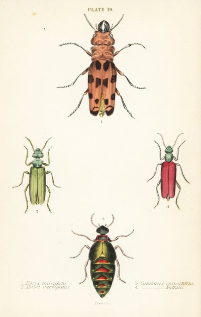 Cissites maculata 1、杂色油甲虫、Meloe variegatus 2、西班牙苍蝇、Lytta vesicatoria 3 和 Nuttall 水疱甲虫 Lytta nuttalli 4 作者 英语学校