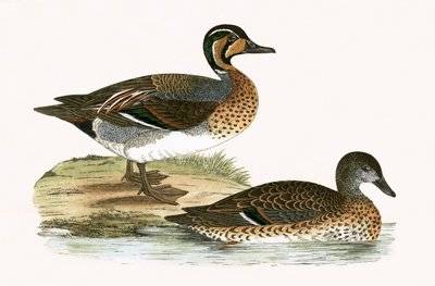 Clucking Teal，来自“不列颠群岛未观察到的欧洲鸟类历史”的插图，由Charles Robert Bree（1811-86）出版，1867年出版 作者 英语学校