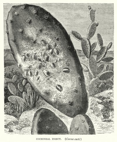 Cochineal Insect, Coccus cacti（雕刻）。 作者 英语学校
