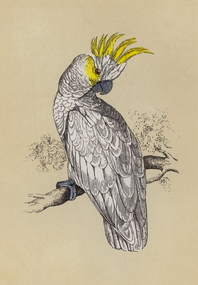 Cockatoo (colour litho) 作者 英语学校