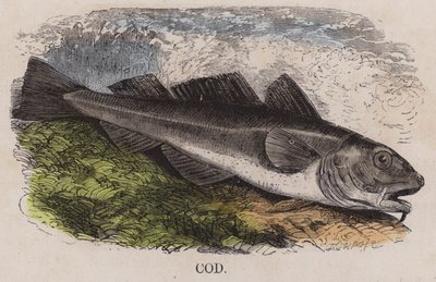 Cod (coloured engraving) 作者 英语学校